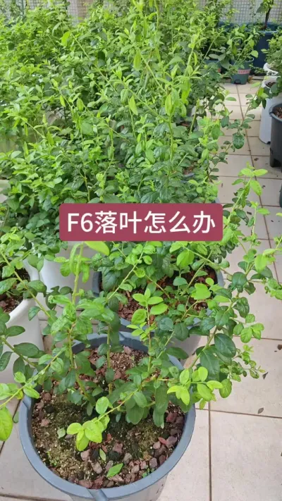 ����ݮ��ô������F6��Ҷ����ô������ݮ��Ҷ����ô��#��ݮݪֲ #��ݮ���� #��ݮ���� #��ݮݪֲ���� #��ݮ��