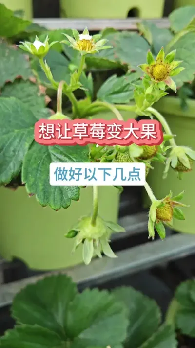 ��ô�Ż����ò�ݮ�Ĺ�ʵ���ô�һ����Ϊʲô��ݮ��С�ͺ��� #��ݮݪֲ #��ݮ����Ҫ�� #��ݮʩ�� #���Բ�ݮ #�ֲ�ݮ