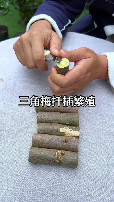 ����÷����#������ֲ #ݪֲС���� #����