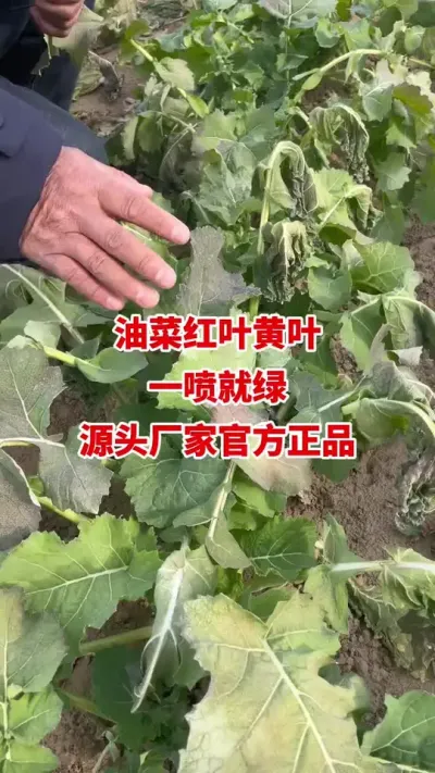 �Ͳ˺�Ҷ��Ҷһ�����#�Ͳ�ݪֲ #�Ͳ�ݪֲ���� #�Ͳ˸߲� #�Ͳ�����