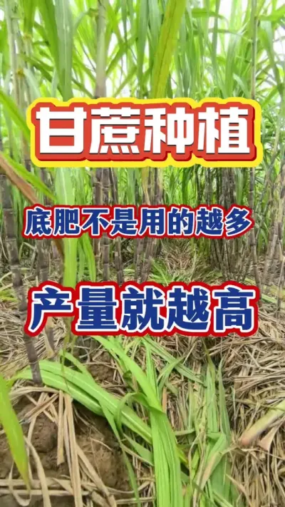 �ָ��������������Ƿ���Խ�����Խ��������ش�����Ҫ���ڹ�ʧ��ʩ�ʶ�����һ��ĺ��ջ�#����ݪֲ#����#�������