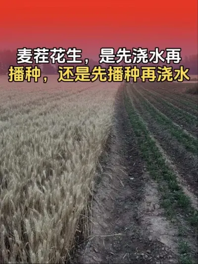 麦茬花生是先浇水再播种好？还是先播种后浇水好？#分享农业知识帮农民增产增收 #农业植保知识分享 #花生高产种植 #花生种植 #花生高产