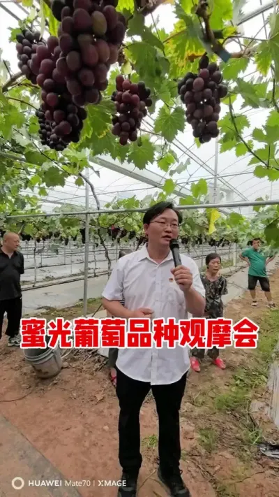 #����ݪֲ�� #ǿ���Ƽ� #����ݪֲ�����