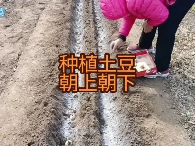 ݪֲ��ѿ�˳����վɳ���#������