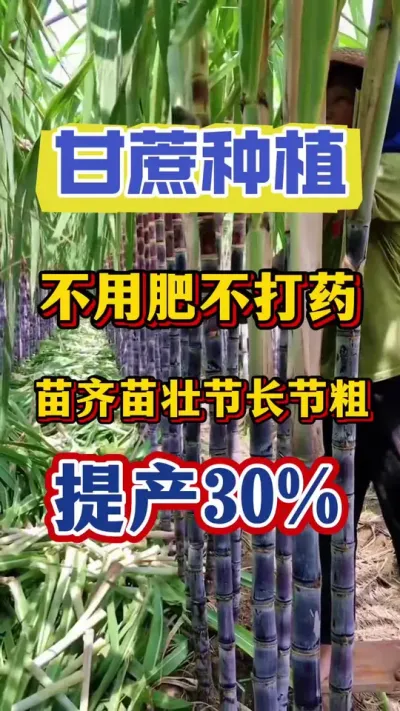 ����ʩ�ʴ�ҩ��������������30%�Ŀ�ѧ����Ҫ��#����ݪֲ#����ʩ��#�������