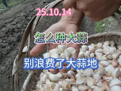 �ִ���Ҫע����Щ��һ��ر𴿴���ִ��������������߲��о�ϲ #��ũ #�ֲ� #ũҵݪֲ #��ũ������ #ݪֲС���� 