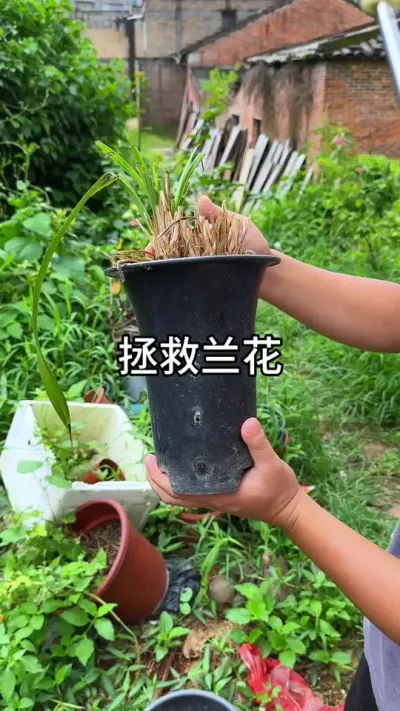 ����һ������ #������ֲ #ݪֲС���� #����