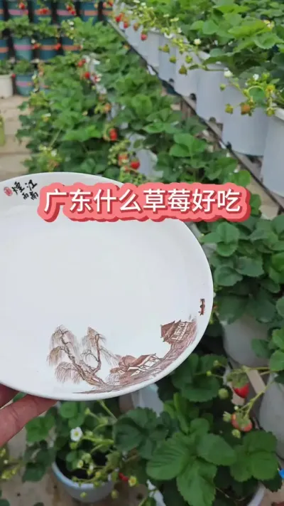 �㶫ʲôƷ�ֵĲ�ݮ�ó�����ͥ������ʲô��ݮ�� #���Բ�ݮ #�ֲ�ݮ #��ݮ�� #��ݮݪֲ #����ݪֲҪ��