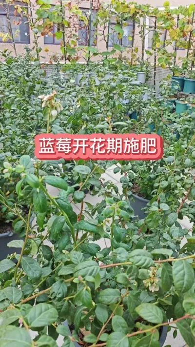 ��ݮҪ�Ż�����ôʩ������ݮ����������#��ݮʩ�� #��ݮݪֲ #��������ݮ #��ݮ�� #��ݮ����