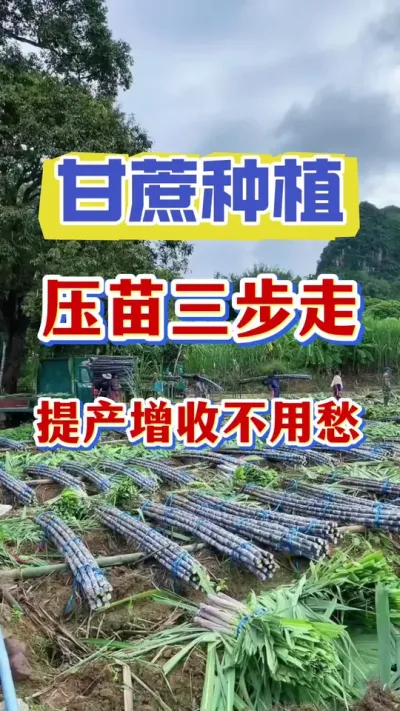 ����ѹ���������������������س�#����ݪֲ #������� #����