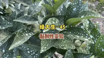 绿大生M-45在叶片上的粘附性怎么样？ #三农 #农业 #代森锰锌 #绿大生 #柑橘种植 