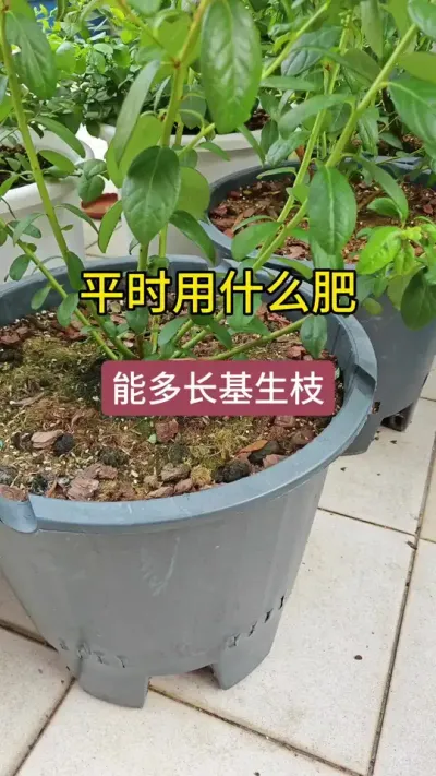 ��ݮ����������̣���ô�����Ż������೤����������ô����ݮ#��ݮݪֲ #��ݮ���� #��ݮ�� #��ݮʩ�� #������ݮ