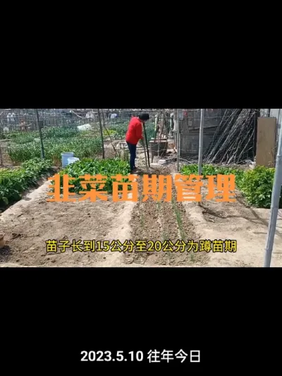韭菜育苗期的管理#韭菜育苗