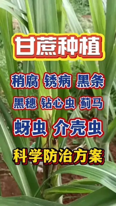 �����Ը����ⲡ�����������롢���ĳ桢���������桢�ǳ��ѧ���μƻ���#����ݪֲ#�������#����