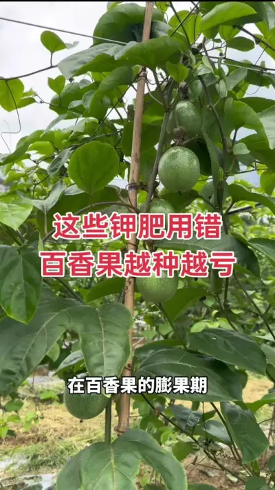 ��Щ�ط��ô� �����Խ��Խ����#�����ݪֲ #�����ݪֲ���� #�ƽ�����ݪֲ���� #����� #��ΰ��