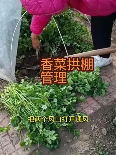 ������˹��������2024�꣩