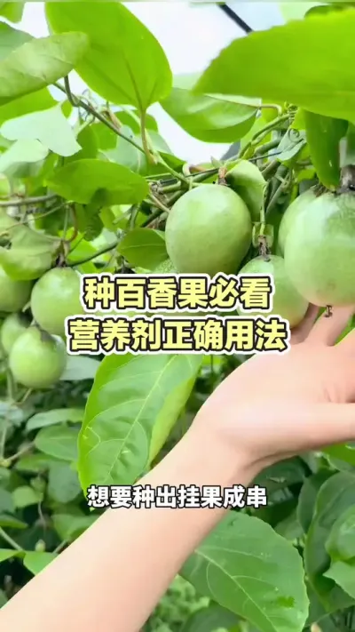 �ְ�����ؿ���Ӫ����׼ȷ�÷�#�ƽ����� #�����ݪֲ #�����ݪֲ���� #�ƽ�����ݪֲ���� #��ΰ��