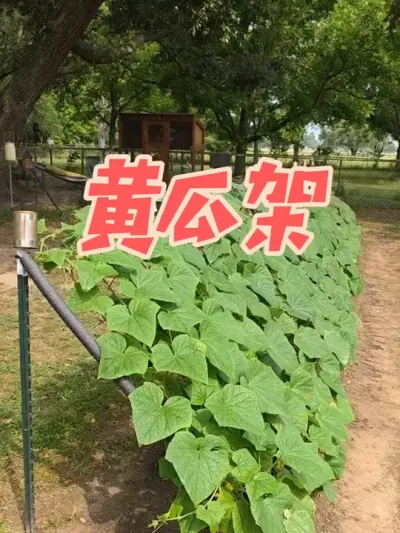 ������һ�±����ֵĻƹ�������֮ǰ����֧�ܶ�������#������ũ�� #�ҵ��������� #ԭ����Ƶ