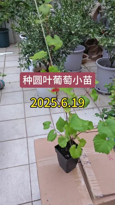 ���ѵ�ݪֲҪ������������ݪֲҪ��������������#����ݪֲ #������ #�������� #����ݪֲ���� #ԲҶ����