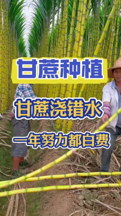 甘蔗是需水量很大的水果，浇对水产量翻倍，浇错水烂根、开裂甚至减产#三农 #甘蔗种植 #甘蔗施肥方法 #甘蔗浇水