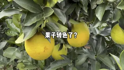 ͳһ֦���ϵĸ��ٹ���תɫզ�������� #��ũ #����ݪֲ #ũҵ #תɫ #������ 