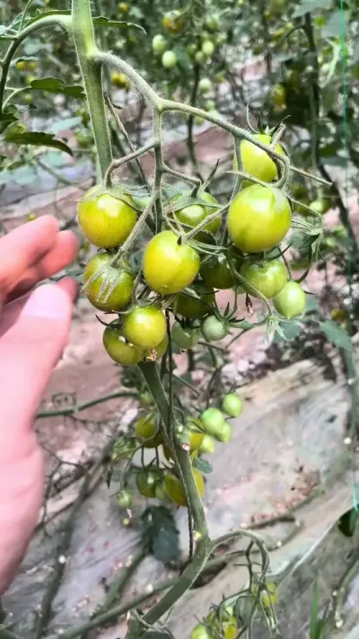 日常 每天都泡在大棚里吃番茄了，忘记更新了，刷一下存在感#番茄🍅 #番茄