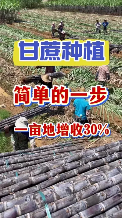 ������·�����������һ��������һĶ������30%����#����ݪֲ#����ʩ��#����ν�