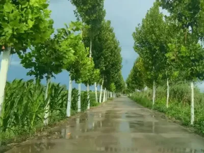 �Ѿ������ڴ������� #�Ѿ������ڴ�������  #���Ӱ��