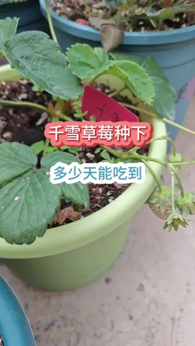 �ֲ�ݮ�������ܳԻ������ݮ��ݪֲ��������ݮ������Ҫ��#��ݮݪֲ #��ݮ����Ҫ�� #���Բ�ݮ #�ֲ�ݮ #��ݮ��