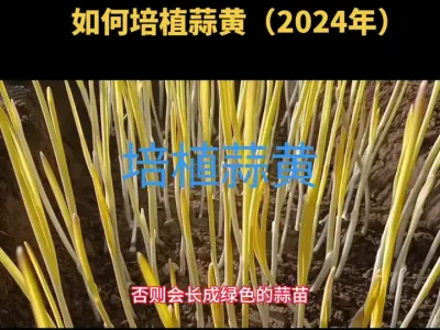 ������ֲ��ƣ�2024�꣩