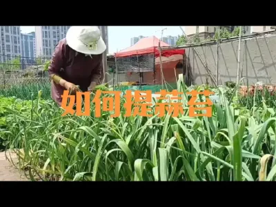 分享一种提蒜苔的简单方法#提蒜苔
