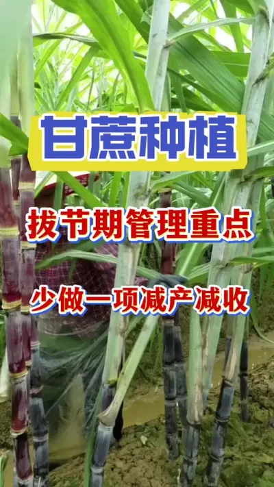 ����ν��ڹ����������ص���©��һ�����30%#����ݪֲ#����ν�#�������