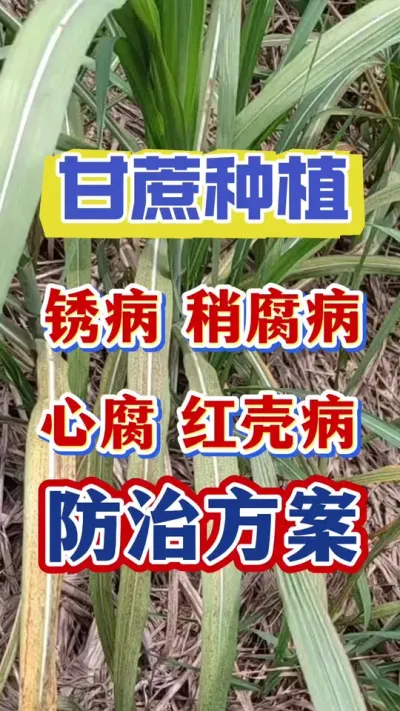 �����ⲡ���Ը������ĸ�����ǲ����μƻ�#����ݪֲ#�������#����