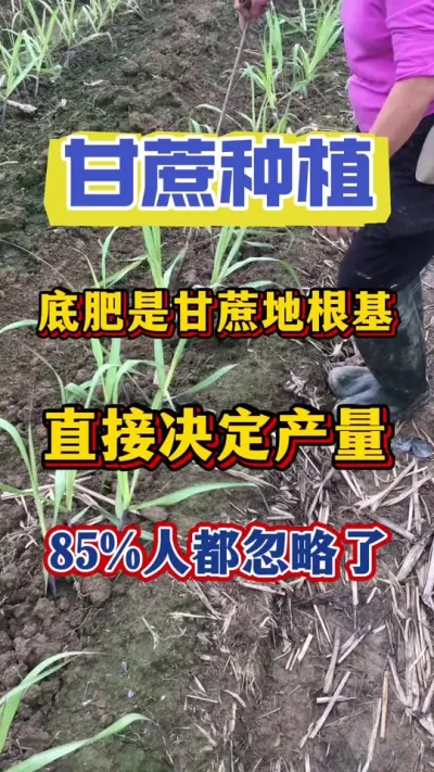 ����׷��ǻ�����ֱ�Ӿ�����һ��Ĳ�����Ʒ������ϧ85%�����綼������#����ݪֲ#����ʩ��#����