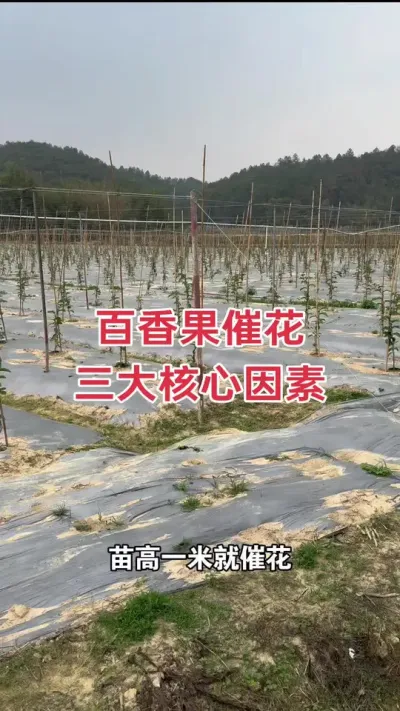 百香果催花三大核心因素#百香果促花 #百香果种植 #百香果种植技术 #钦蜜9号百香果 #浩伟方