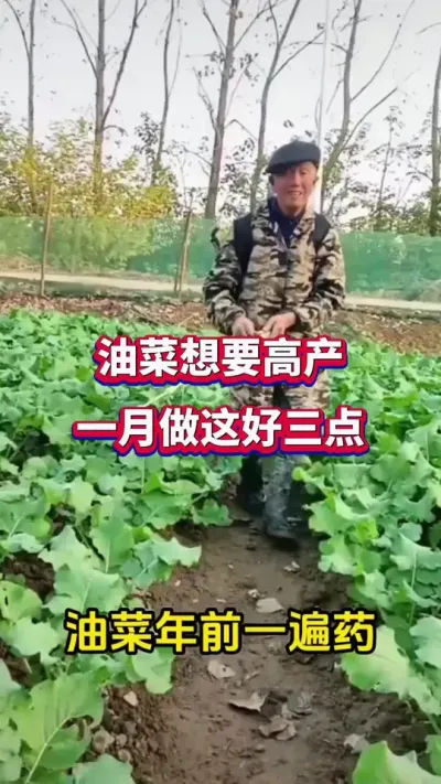 �Ͳ���Ҫ�߲�һ������������#�Ͳ�ݪֲ #�Ͳ�ݪֲ���� #�Ͳ˸߲�#�Ͳ�����