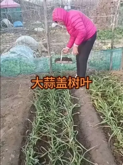 ����������ࡢ��Ҷ��2024�꣩