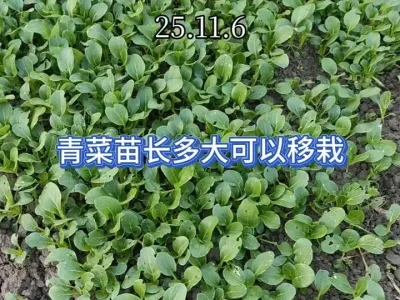 ����羿�������������������ʱ�����Գɻ��ʸ߻���ֹ�׶��� #��ũ #�ֲ� #��ũ������ #ݪֲС���� #ԭ�� 