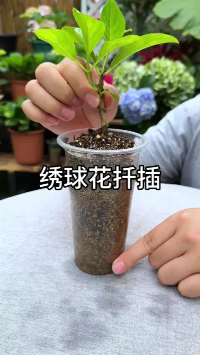 绣球花扦插成活率高的方法 #三农 #养护小知识
