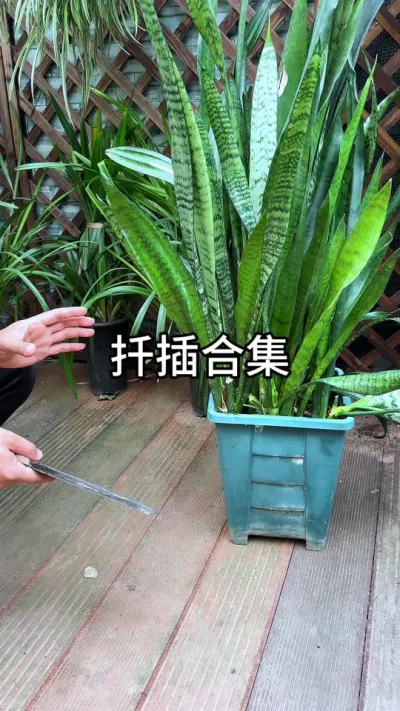 ҶƬǤ��ϼ�#������ֲ