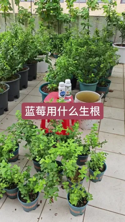 ����ݮ��ʲô����������ݮ��ô������������ݮ������Ҫ��#��ݮݪֲ #��ݮʩ�� #��ݮ���� #����ݮ #��ݮ��