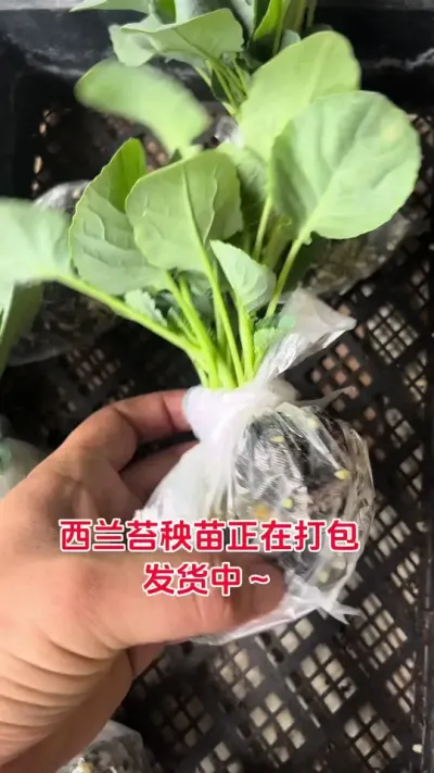 ����һ��ƽ�� ����̦�������ڴ��������ϲ������٭��Ҳݪֲ���Ű�#�������� #��ũ������ #����̦���� #����̦���� #����̦