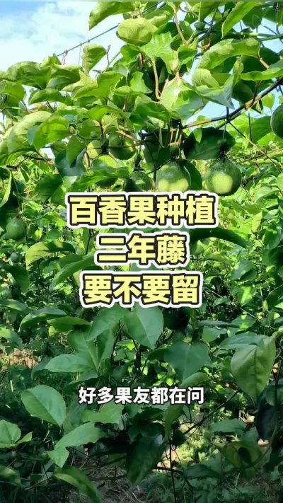 �����������Ҫ��Ҫ��#�����ݪֲ #�����ݪֲ���� #�ƽ�����ݪֲ���� #����� #��ΰ��