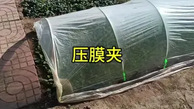 ѹĤ���������