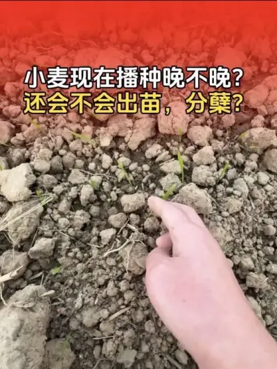 С�����ڻ��ܲ������������������������᲻�������������#С�� #С��ݪֲ #С��ݪֲ�������� #����ũҵ֪ʶ��ũ���������� #����ũҵС֪ʶ