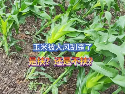 玉米被大风刮歪了，这种情况该怎么做，是扶还是不扶？ #三农 #玉米地 #种玉米 #种植小技巧 #玉米管理 