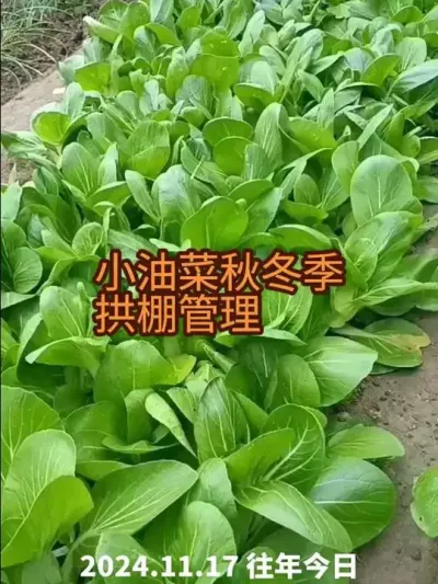 �Ϻ���ݪֲ�ﶬ�����������2024�꣩