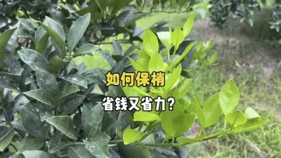 ���������ҵı�������������ʡǮ��ʡ���� #����ݪֲ #��ũ #��԰���� #������ #ũҵݪֲ 