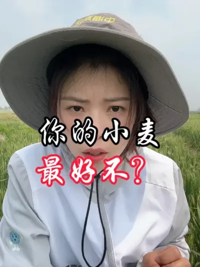 今年的小麦都好#分享农业知识帮农民增产增收 #老百姓关心的话题