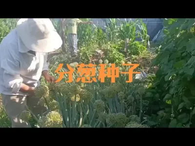 ������ժ��ɹ����ִ�����#�������